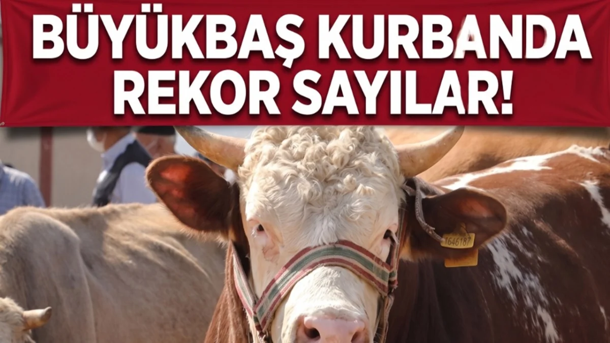 Büyükbaş Kurban Rekor Kırdı! Fiyatlar 1 Milyon TL'ye Yaklaştı - Ekonomi Haberleri